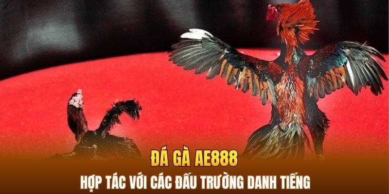 Đá gà AE888 hợp tác với các đấu trường danh tiếng